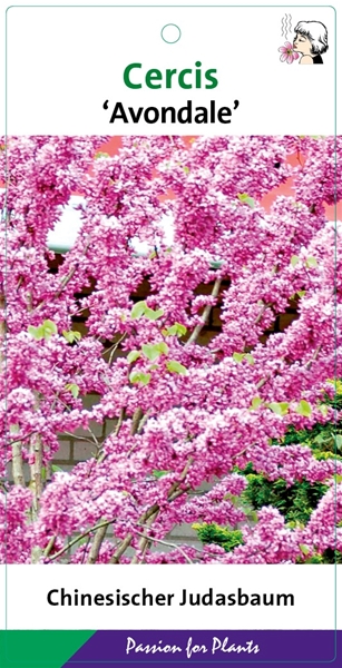 Cercis chinensis Avondale