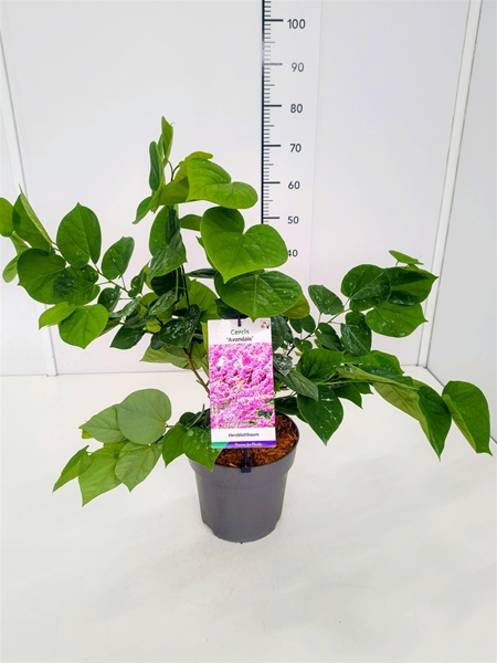 Cercis chinensis Avondale
