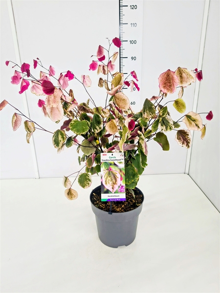 Cercis Canadensis Carolina Sweetheart