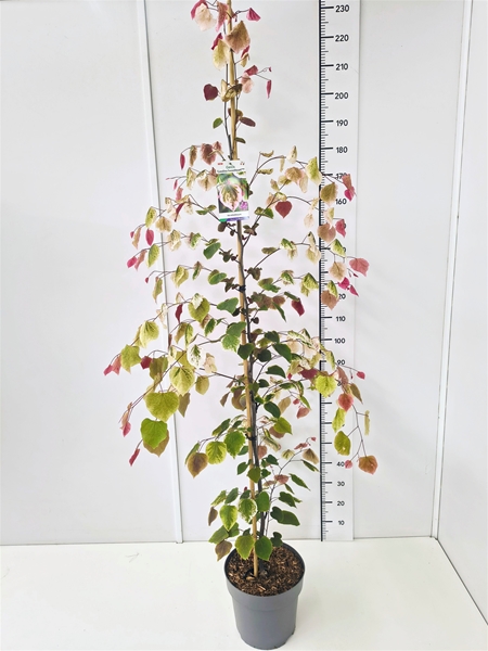 Cercis Carolina Sweetheart