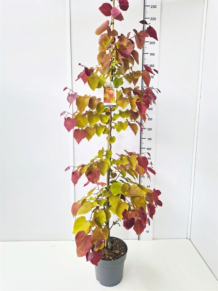 Cercis Eternal Flame