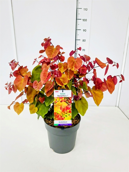 Cercis Canadensis Eternal Flame
