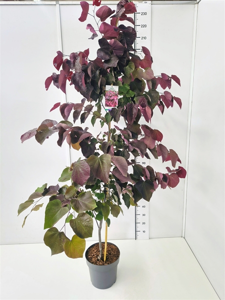 Cercis Forest Pansy