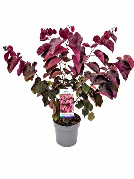 Cercis Canadensis Forest Pansy