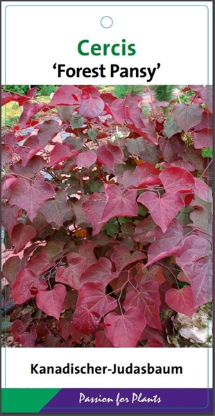 Cercis Canadensis Forest Pansy