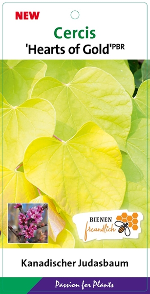 Cercis Canadensis Hearts of Gold