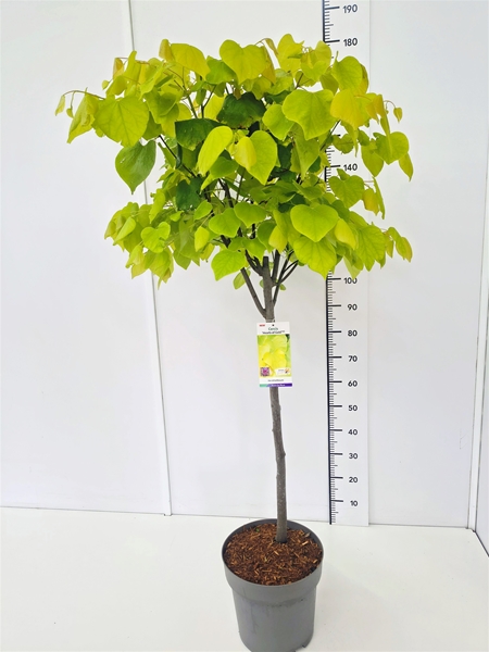 Cercis Canadensis Hearts of Gold