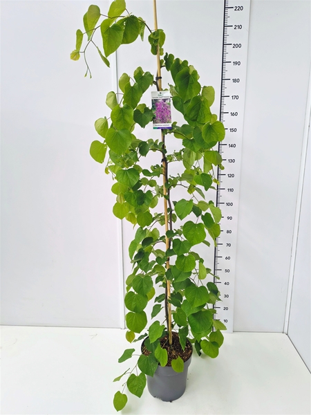 Cercis Lavender Twist