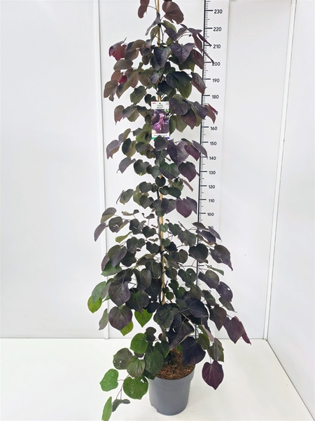 Cercis Merlot