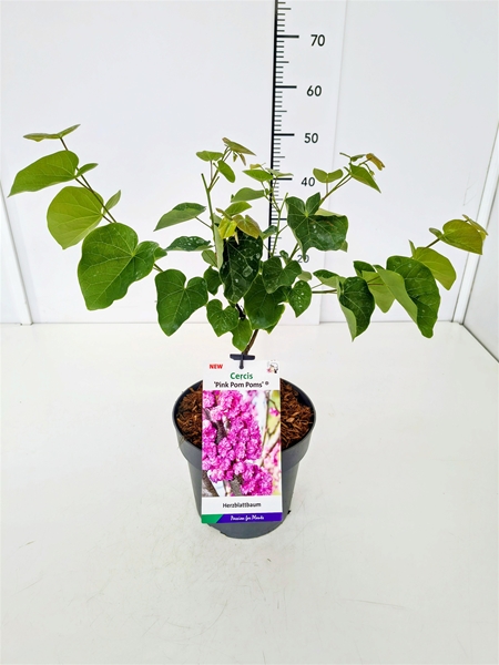 Cercis Canadensis Pink Pom Poms