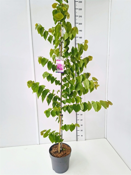Cercis can. 'Pink Pom Poms' 175-200C12