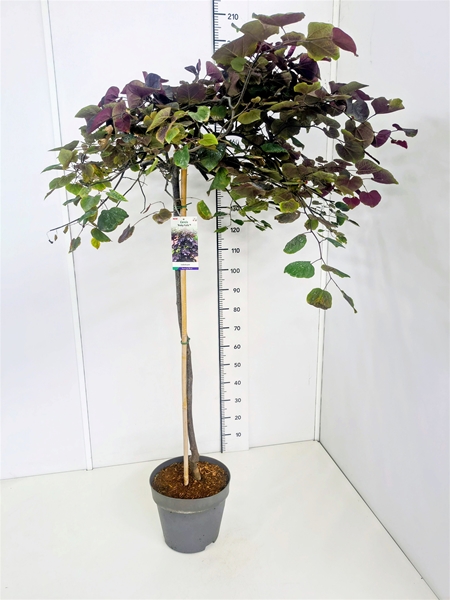 Cercis Ruby Falls Stam