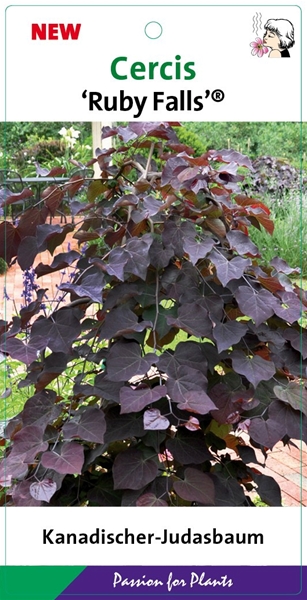 Cercis Ruby Falls