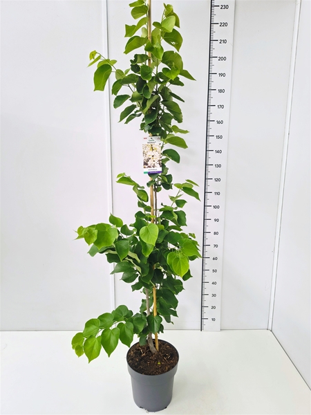 Cercis Shirobana