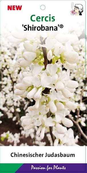 Cercis chinensis Shirobana
