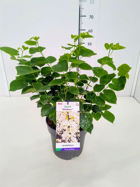 Cercis chinensis Shirobana