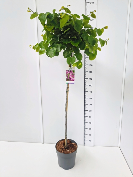 Cercis Traveller Stam