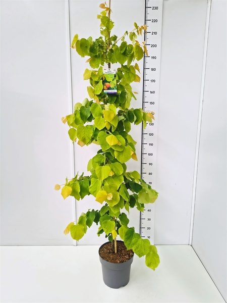Cercis The Rising Sun