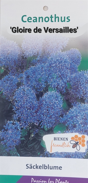 Ceanothus Gloire de Versailles
