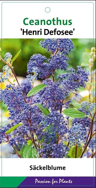 Ceanothus Henri Défossé