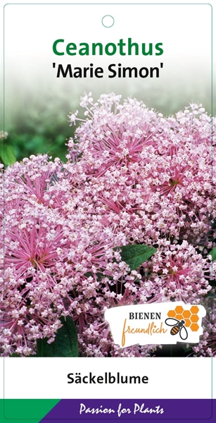Ceanothus Marie Simon