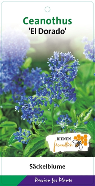 Ceanothus El Dorado