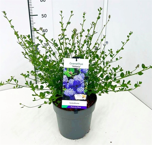 Ceanothus thyrs. 'Skylark' ('Victoria') 30-40C5 met Bloemknop