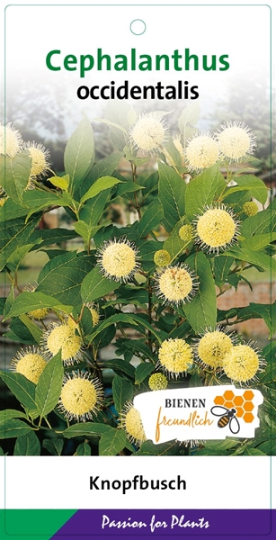 Cephalanthus Occidentalis