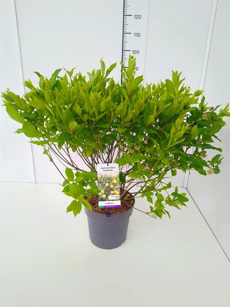 Cephalanthus Occidentalis