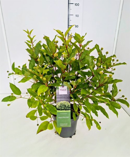 Cephalanthus Moonlight Fantasy
