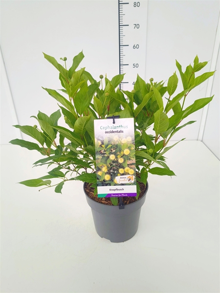 Cephalanthus Occidentalis