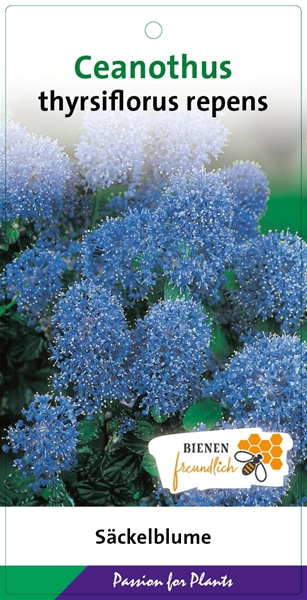 Ceanothus Thyrsiflorus repens