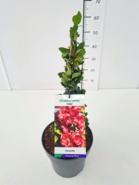 Chaenomeles Japonica Cido