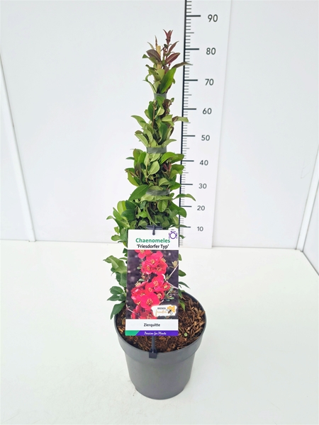 Chaenomeles Speciosa Friesdorfer 