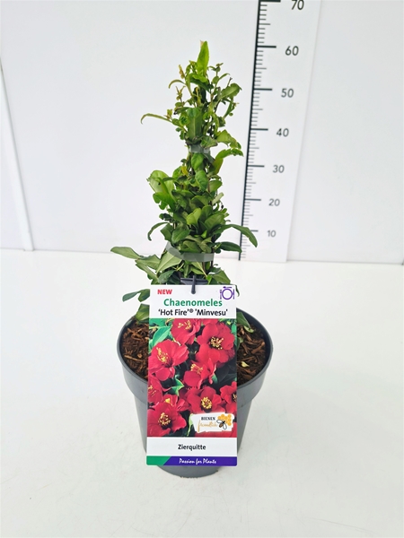 Chaenomeles Speciosa Hot Fire