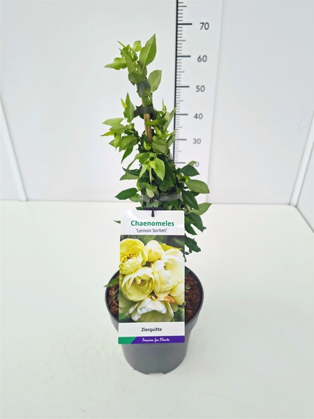 Chaenomeles Speciosa Lemon Sorbet