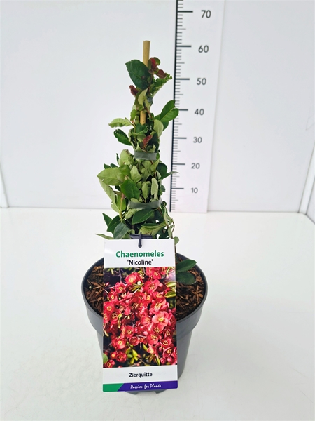 Chaenomeles Superba Nicoline