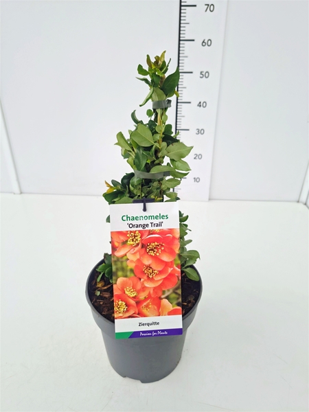 Chaenomeles Superba Orange Trail