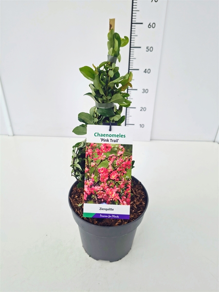 Chaenomeles Superba PinkTrail