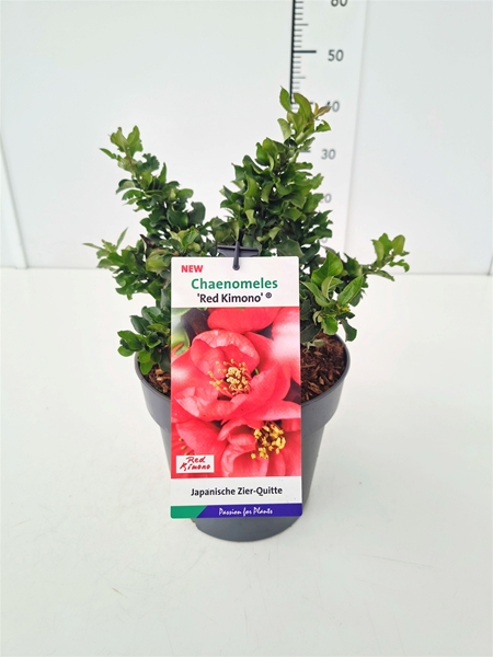 Chaenomeles Speciosa Red Kimono