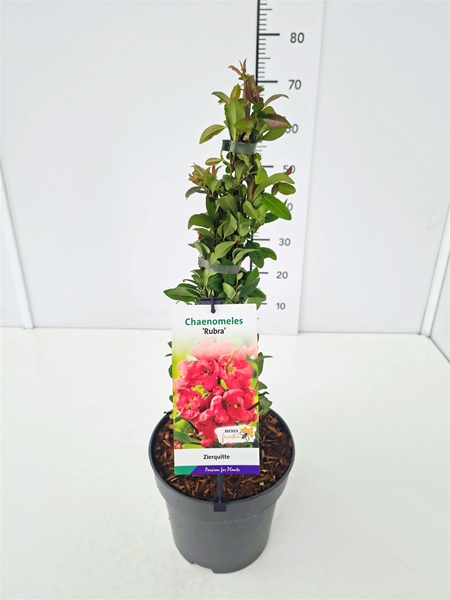 Chaenomeles Speciosa Rubra