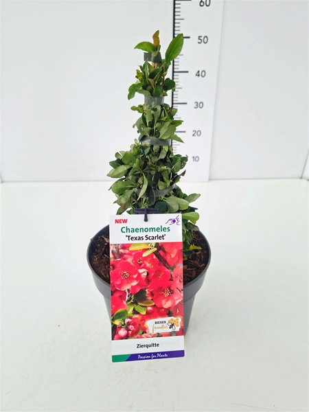 Chaenomeles Superba Texas Scarlet