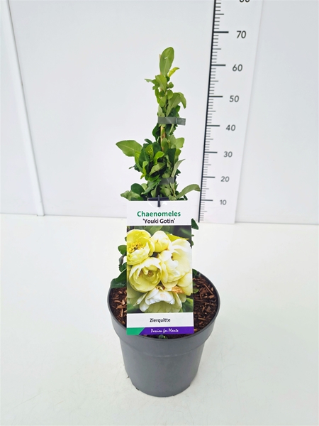 Chaenomeles Speciosa Youki Gotin