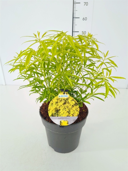 Choisya Ternata Goldfingers