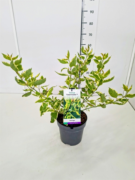 Cornus Alba Cream Cracker