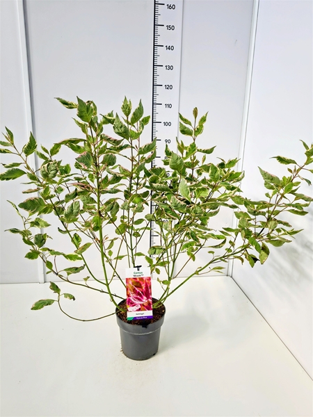 Cornus Alba Miracle