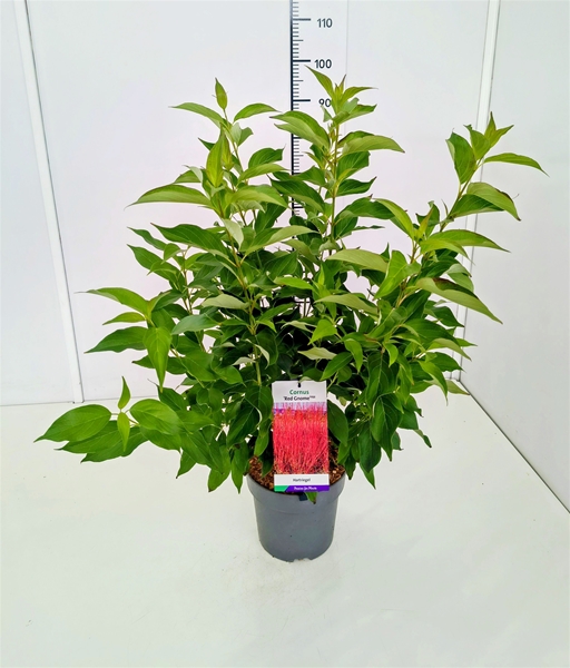 Cornus Alba Red Gnome