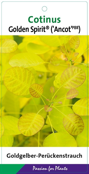 Cotinus Golden Spirit