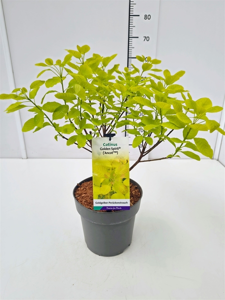 Cotinus Golden Spirit
