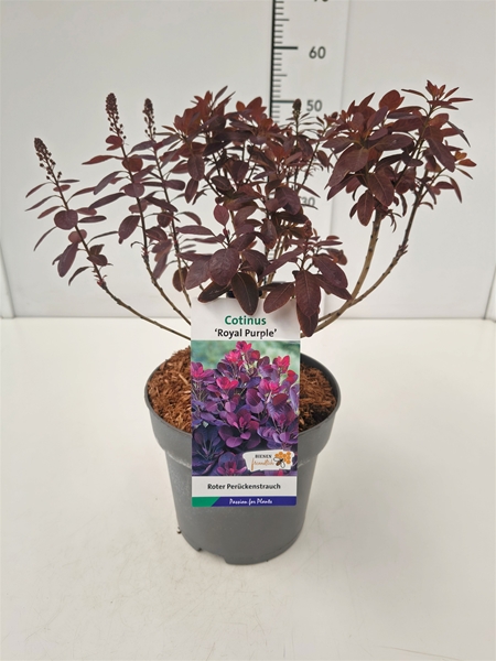 Cotinus Royal Purple